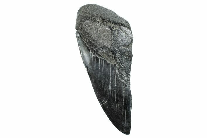 Partial Fossil Megalodon Tooth - Serrated Edge #277418